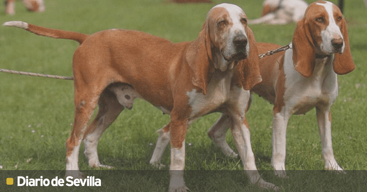 qué raza de perro es la más fácil de entrenar