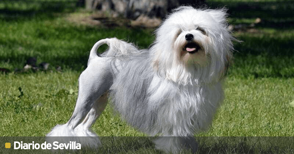 cual es el perro mas raro