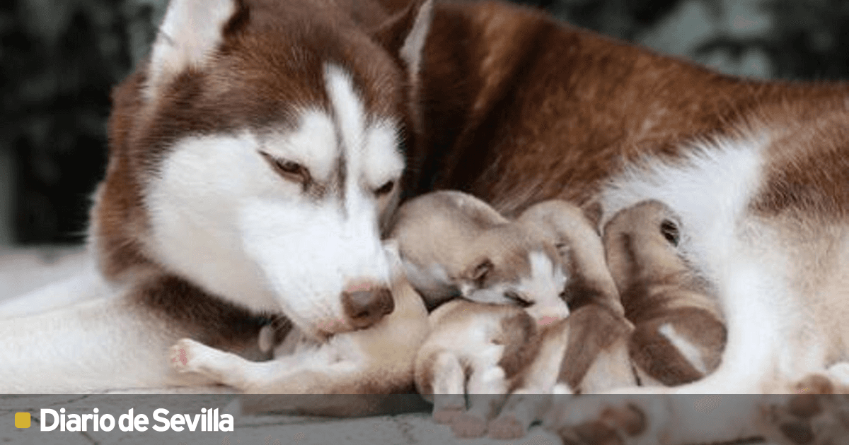 a que edad un cachorro no es un cachorro