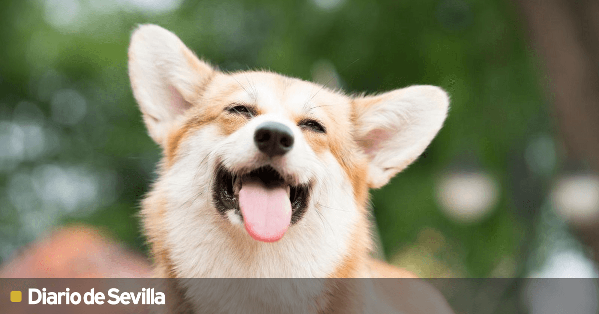 los perros son mas felices solos o con otro perro