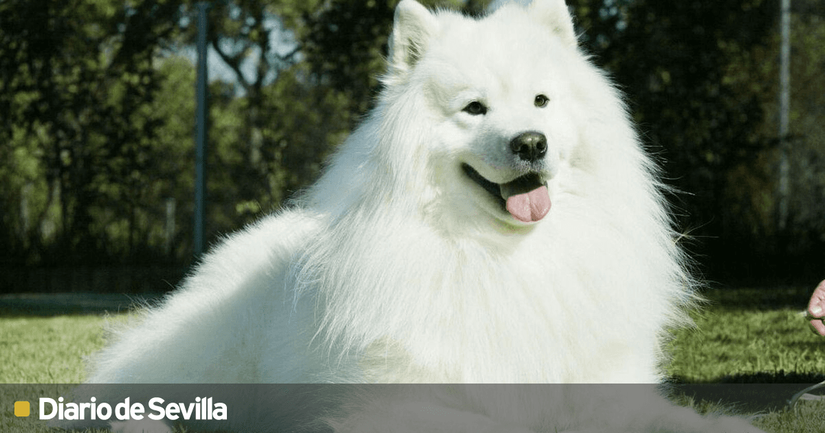 que perros tienen ojos color avellana