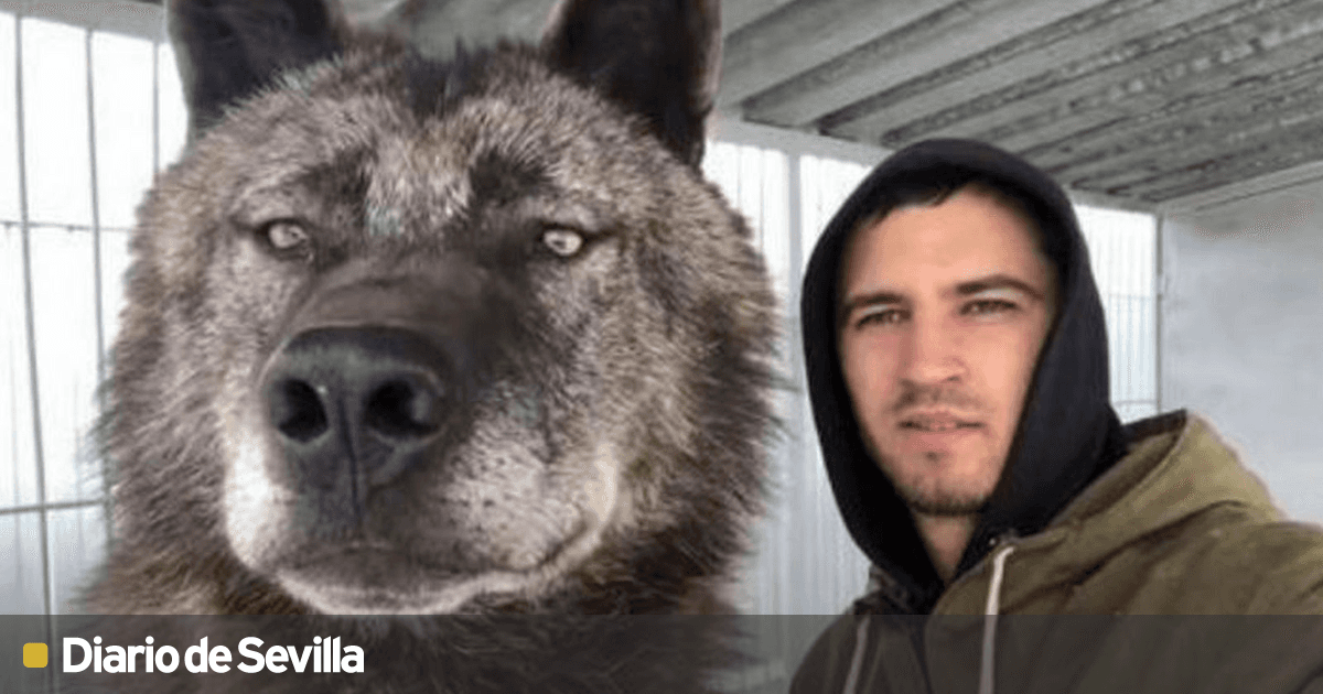 manada de lobos grises con cachorros