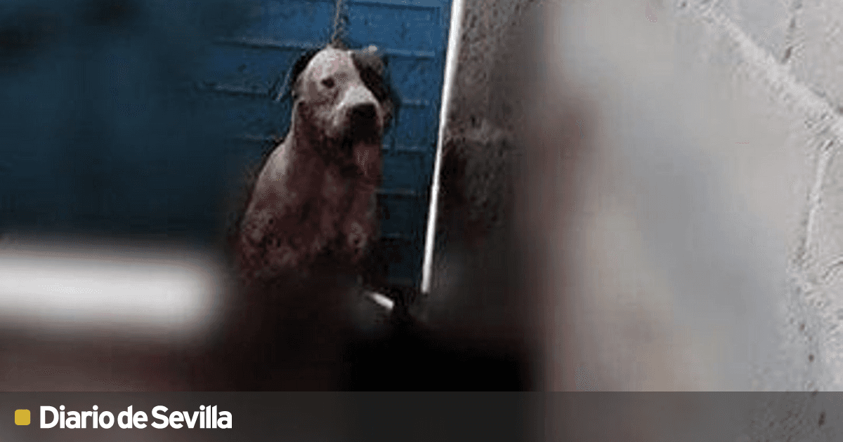 la cerveza puede matar perros