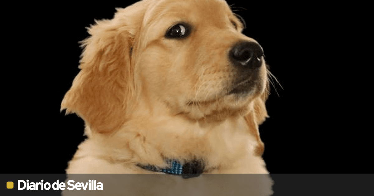 mordida de perro graciosa