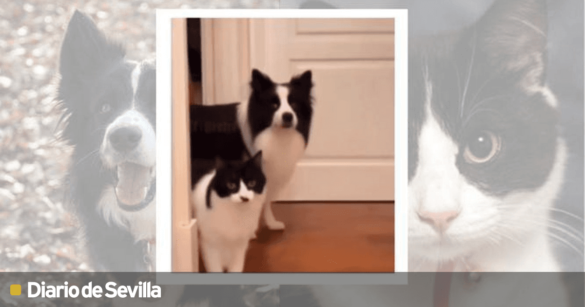 los border collies se sienten solos