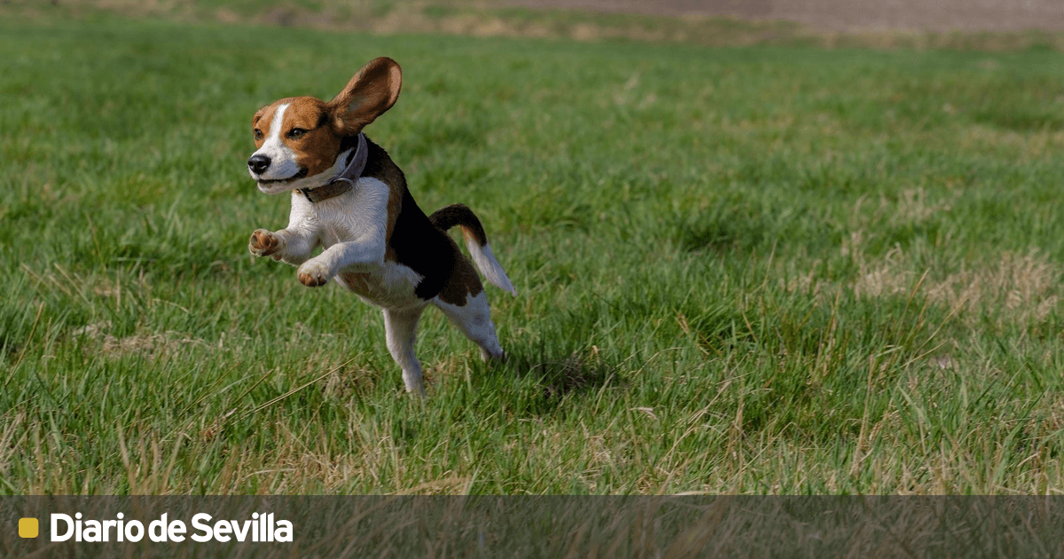 Beagle D Todo lo que debes saber sobre el Beagle: orígenes, personalidad y datos ...