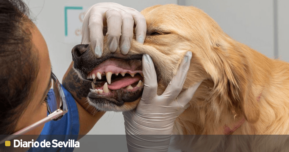cada cuanto le cepillas los dientes a tu perro