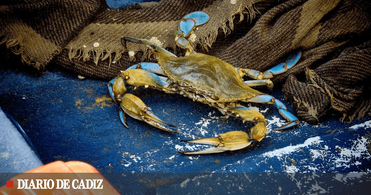 alimentos para mascotas cangrejos de río