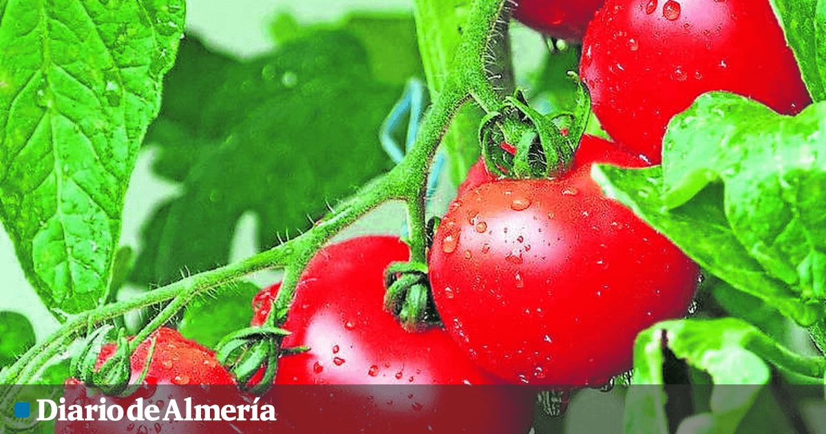 Identifican nuevas claves genéticas sobre el tamaño del tomate