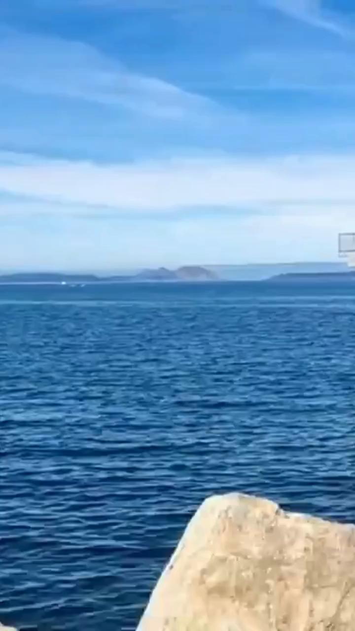 Si vas a ver todas las especies, encontrarás varias con tonos amarillos