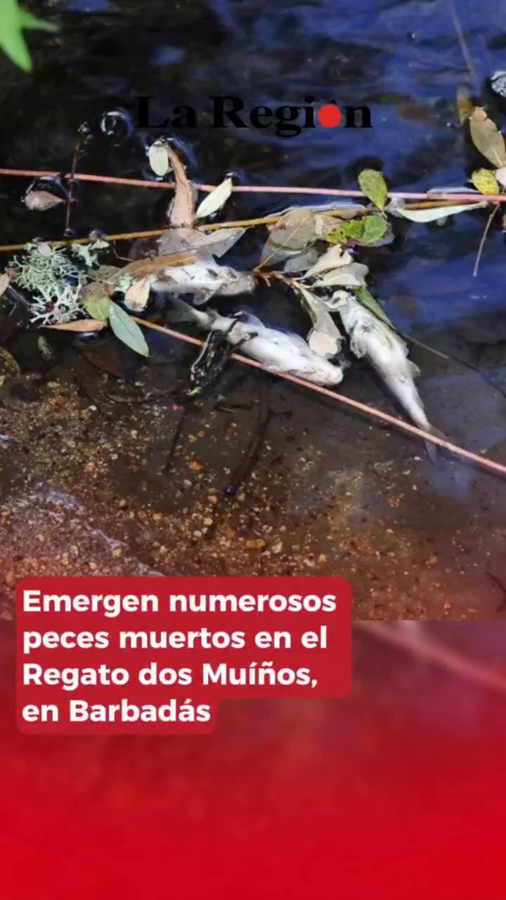 Mortandad de peces en el regato Dos Muños por falta de oxígeno