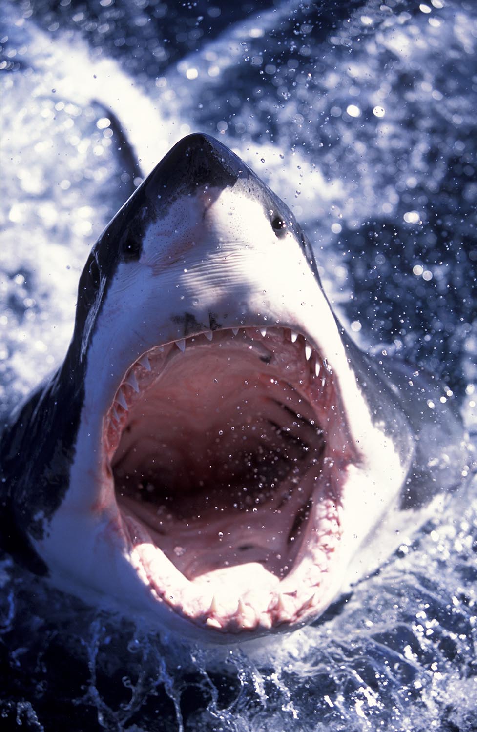 diferencia entre tiburon toro y gran blanco