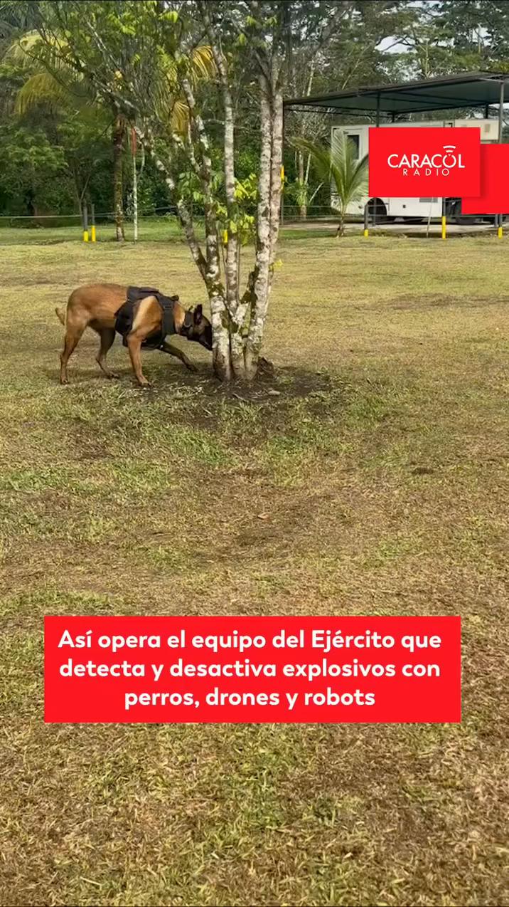 El Ejército entrena perros Malinois para detectar explosivos y narcóticos en el CERCA