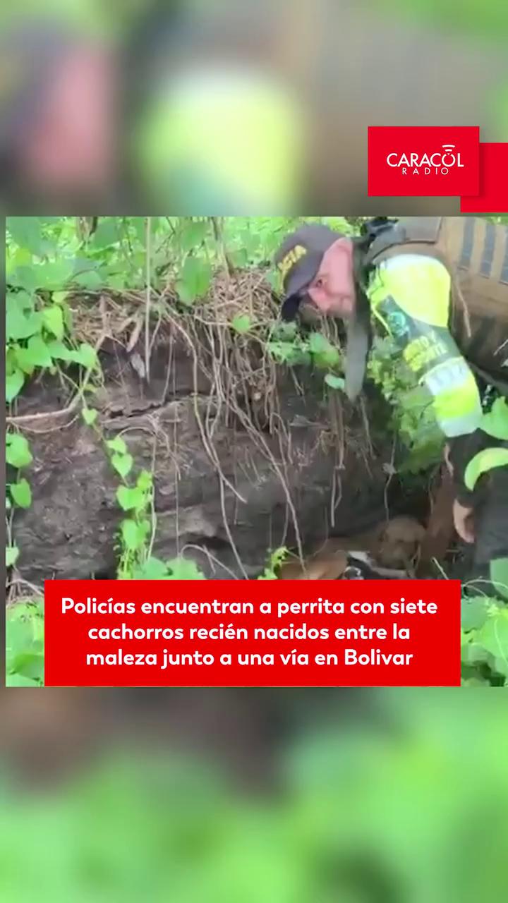 Policía de Bolívar rescata a Rebeca y sus siete cachorros en Cartagena