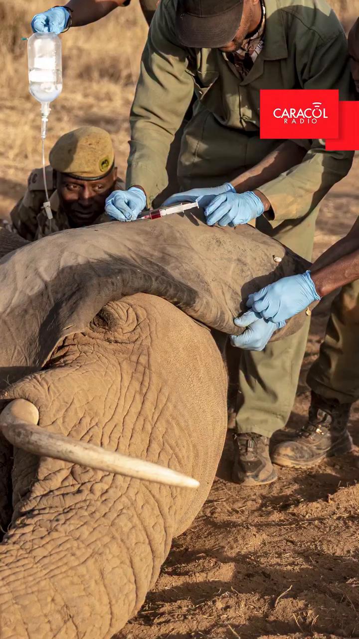 Más de 20 elefantes mueren en Kenia por una causa desconocida