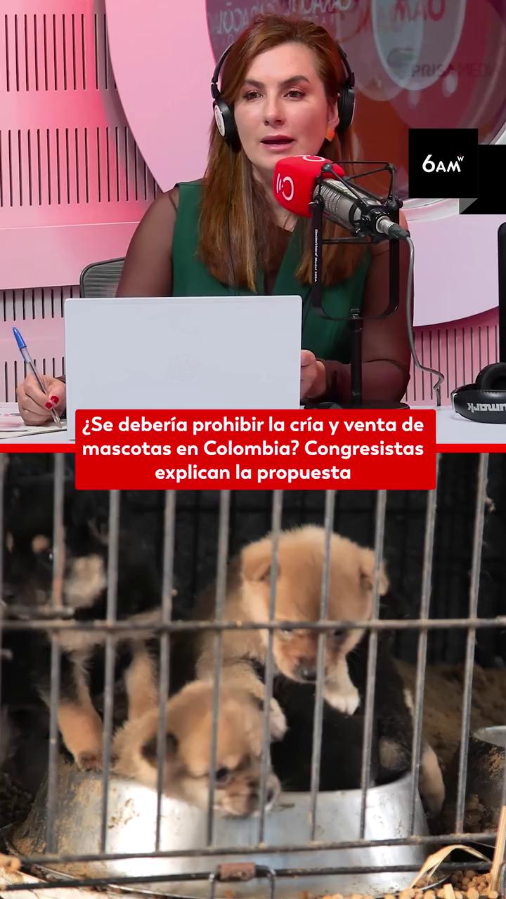Proyecto busca acabar con venta de mascotas en vitrinas y regular criaderos clandestinos