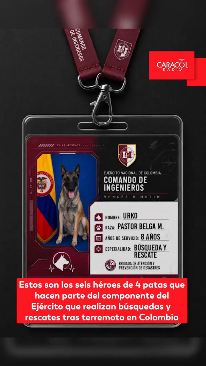Seis perros del Ejército Nacional buscan víctimas del terremoto en Colombia