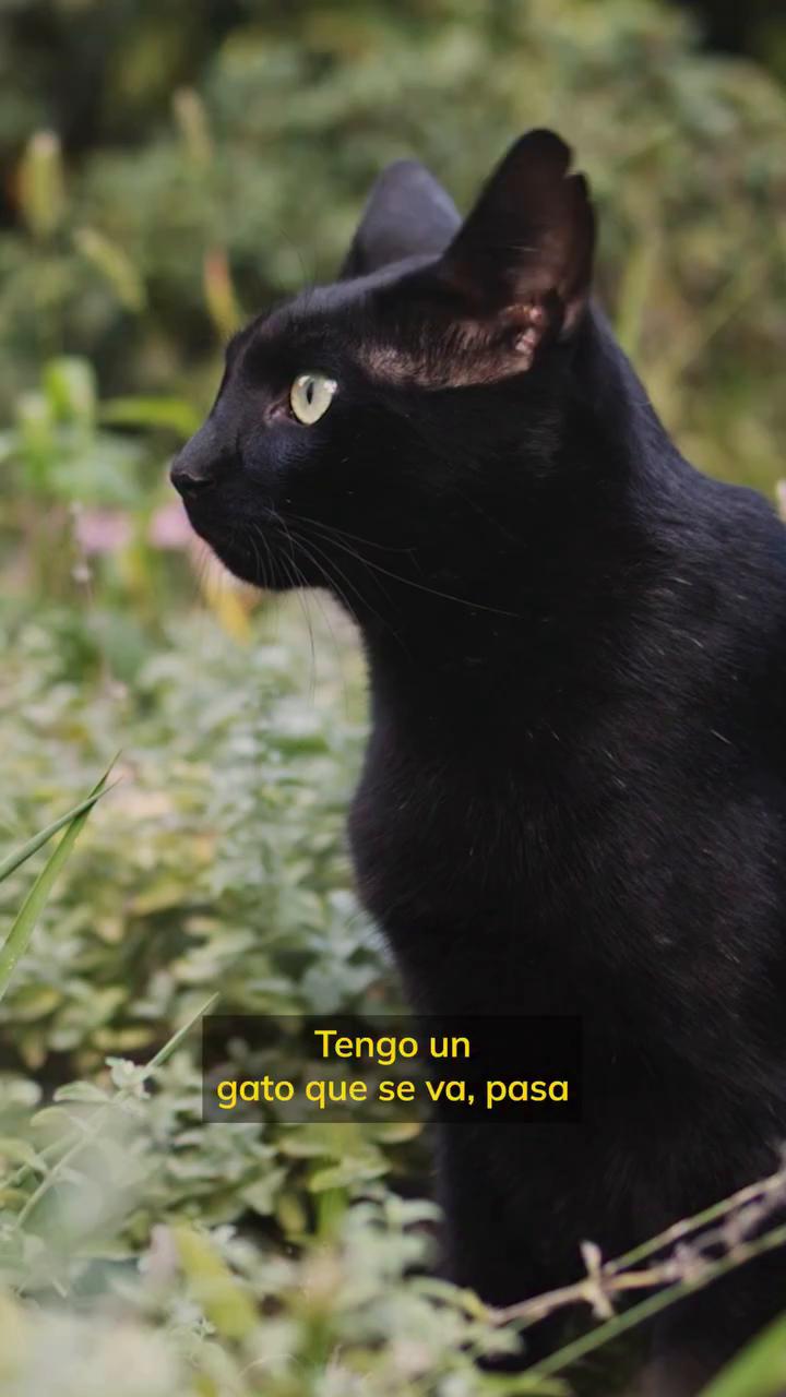Ayuntamientos incumplen la ley de bienestar animal con las colonias felinas