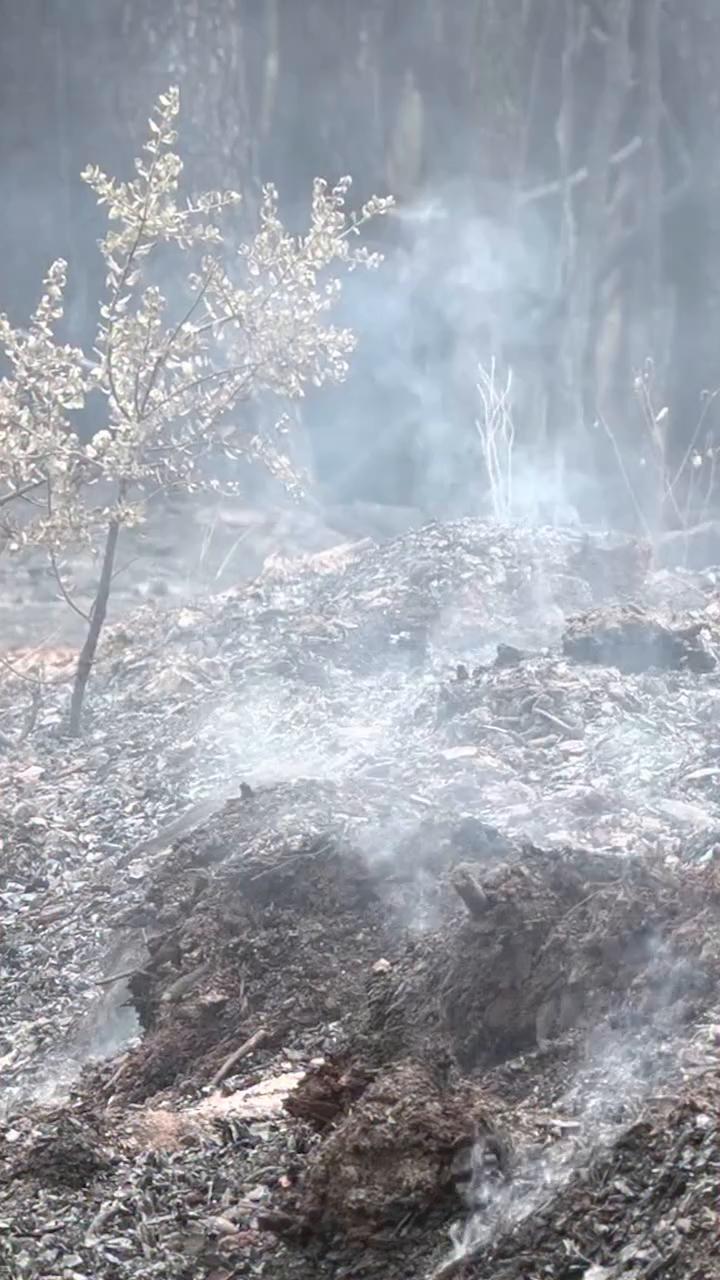 Incendios intencionados queman más de 2.200 hectáreas en 24 horas en Pinofranqueado