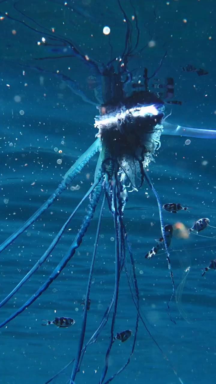 La carabela portuguesa inyecta veneno con arpones microscópicos al tocarla