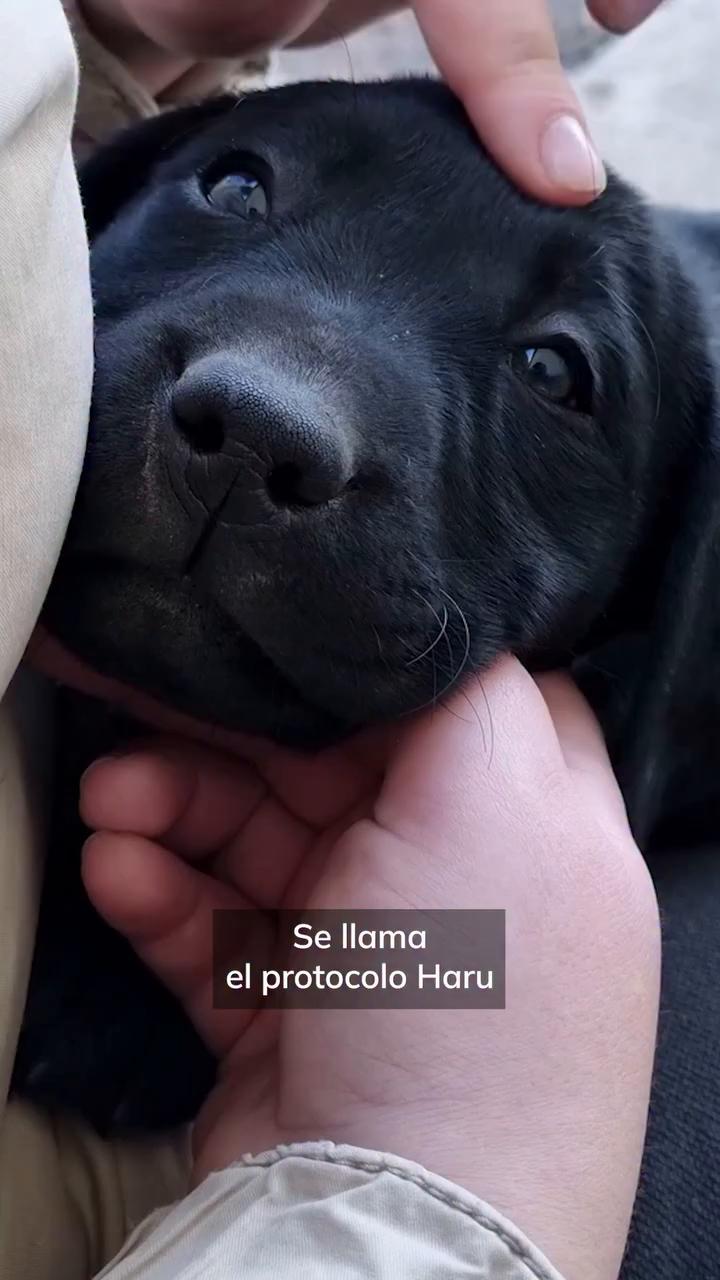 Protocolo Haru permite a perros y gatos despedirse de sus dueños en Puerto Real
