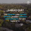 @ONU_es Los árboles funcionan como aires acondicionados naturales