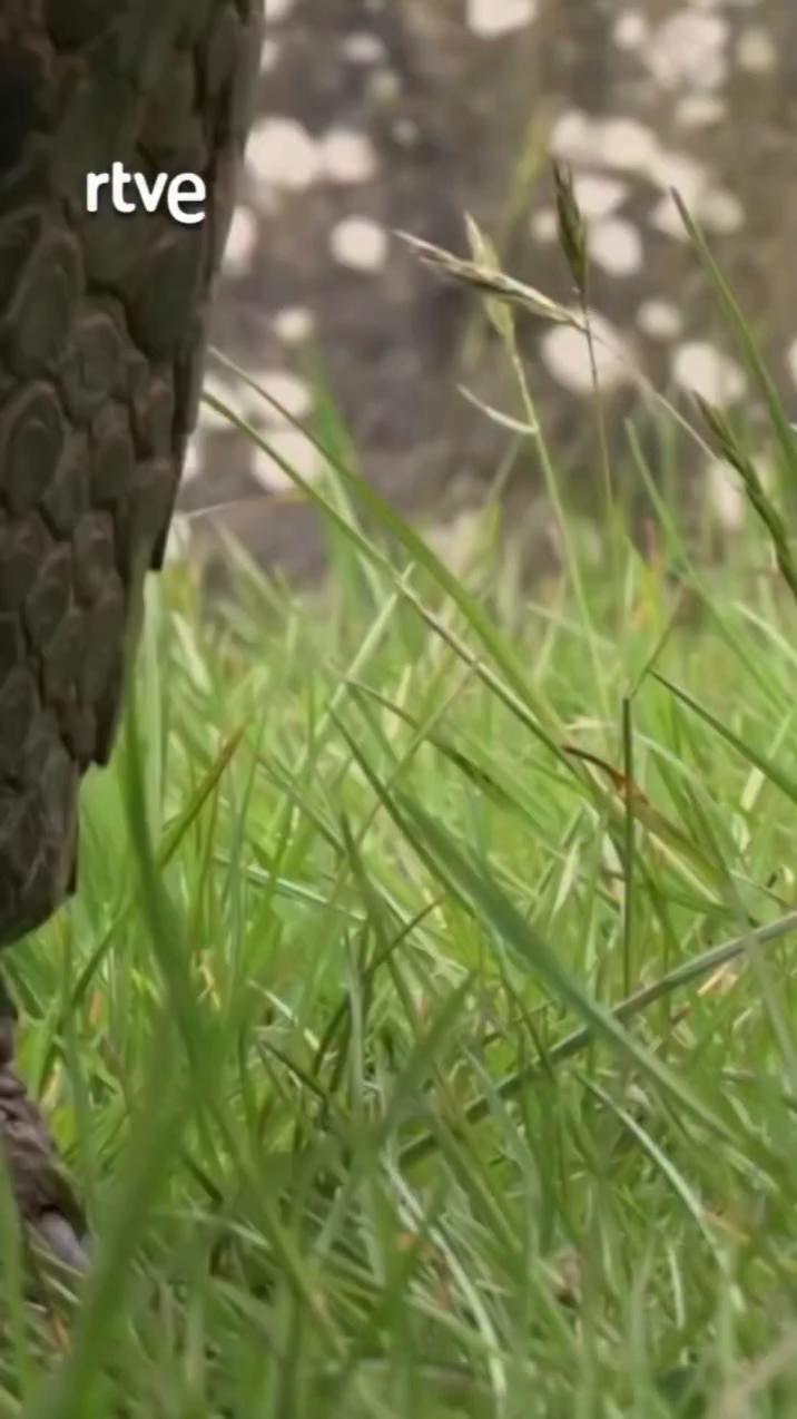 Las tortugas de Aldabra viven hasta 150 años protegidas por su caparazón