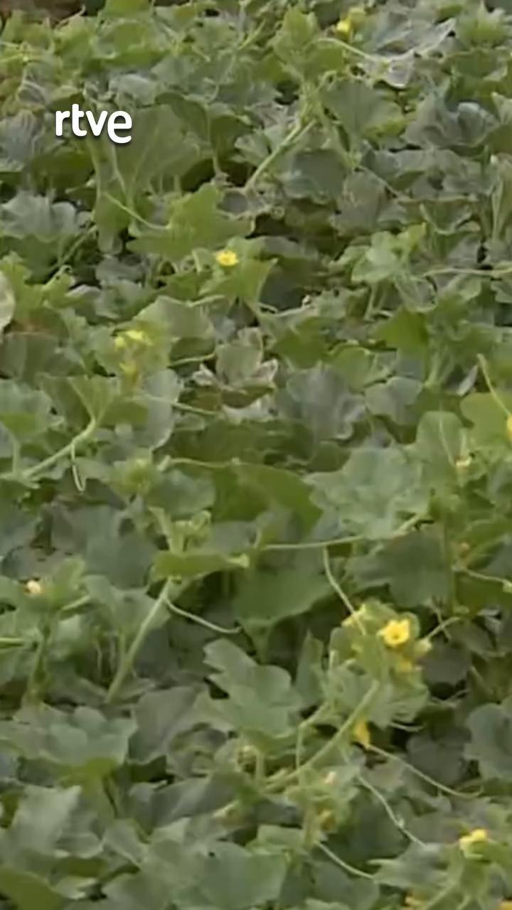 Murcia inicia la campaña del melón con producción al alza y optimismo entre agricultores