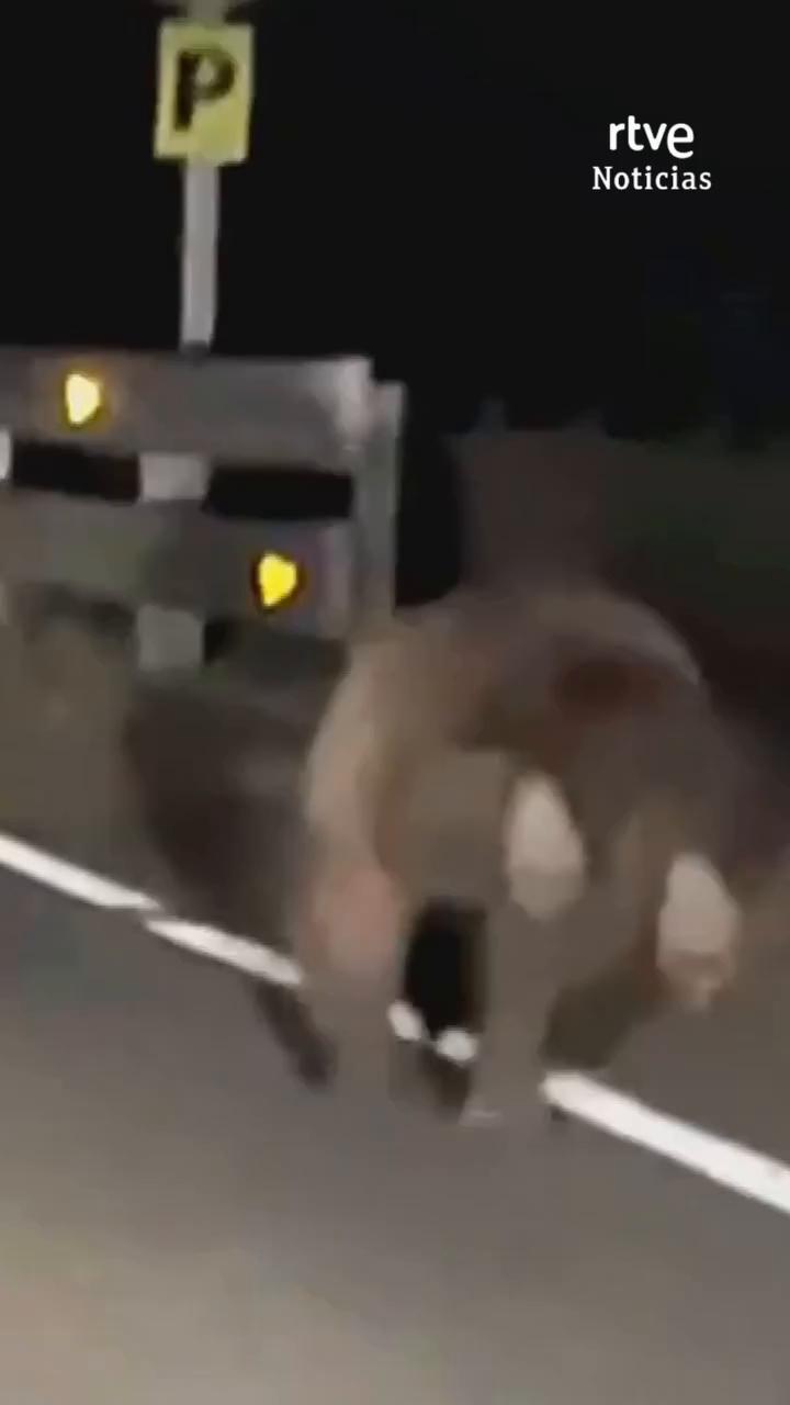 Un conductor se encuentra con un oso pardo en una carretera de Navarra