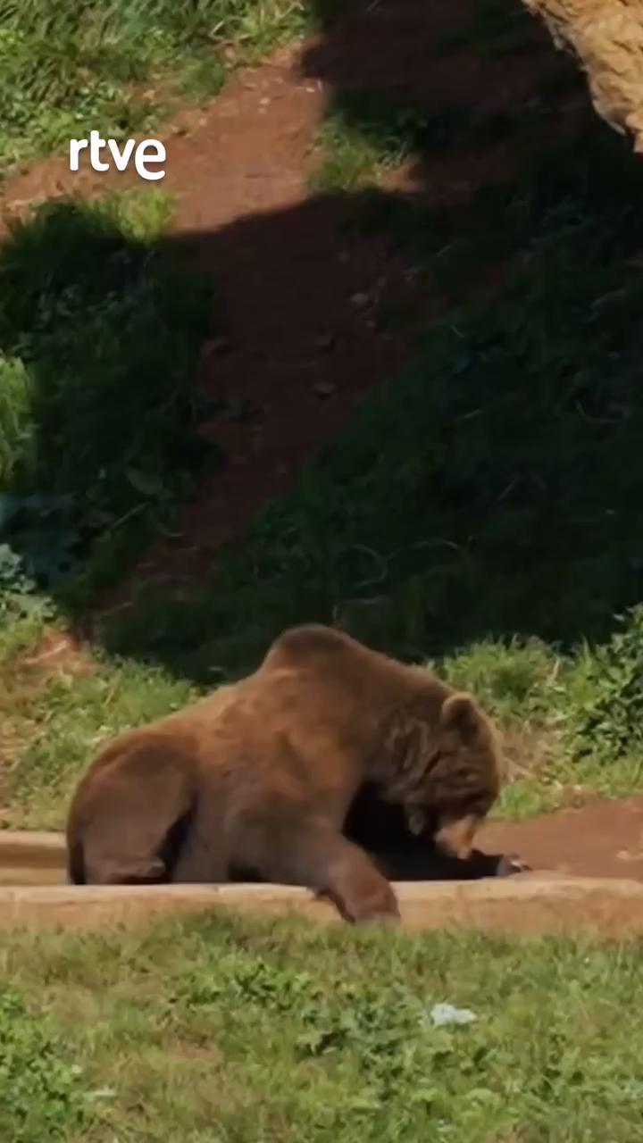 Revilla explica por qué el oso Furaco fracasó como reproductor en Asturias