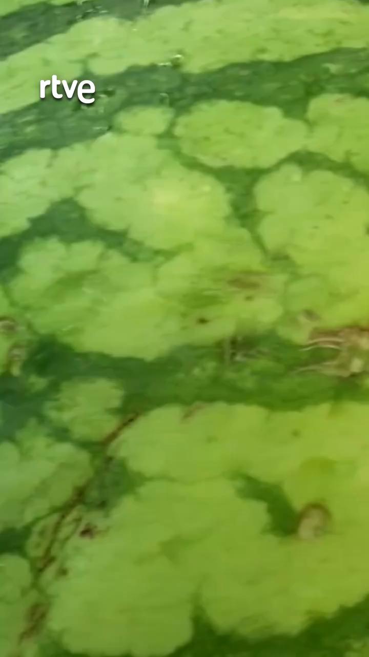 Científicos elaboran yogures con harina de cáscara de melón para reducir desperdicios