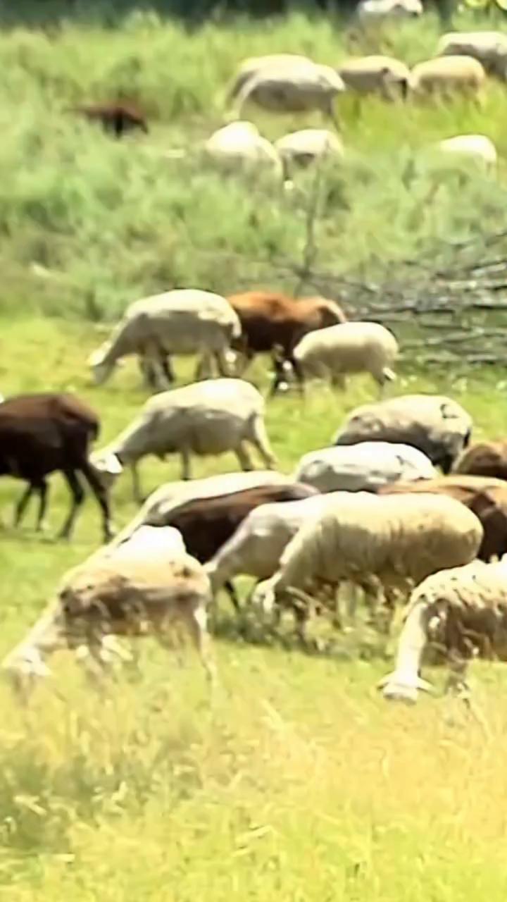 El calor extremo obliga a pastores a extremar cuidados con ovejas y vacas