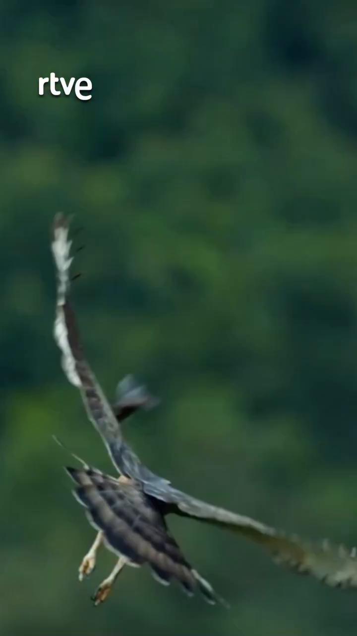 El cálao cariblanco fracasa al intentar cazar un murciélago en la selva