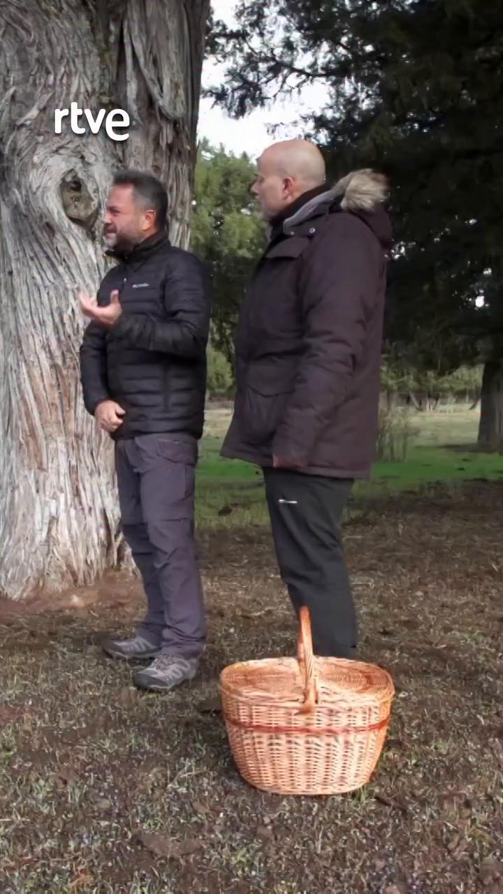 Este sabinar único supera los 150 árboles por hectárea gracias al ganado