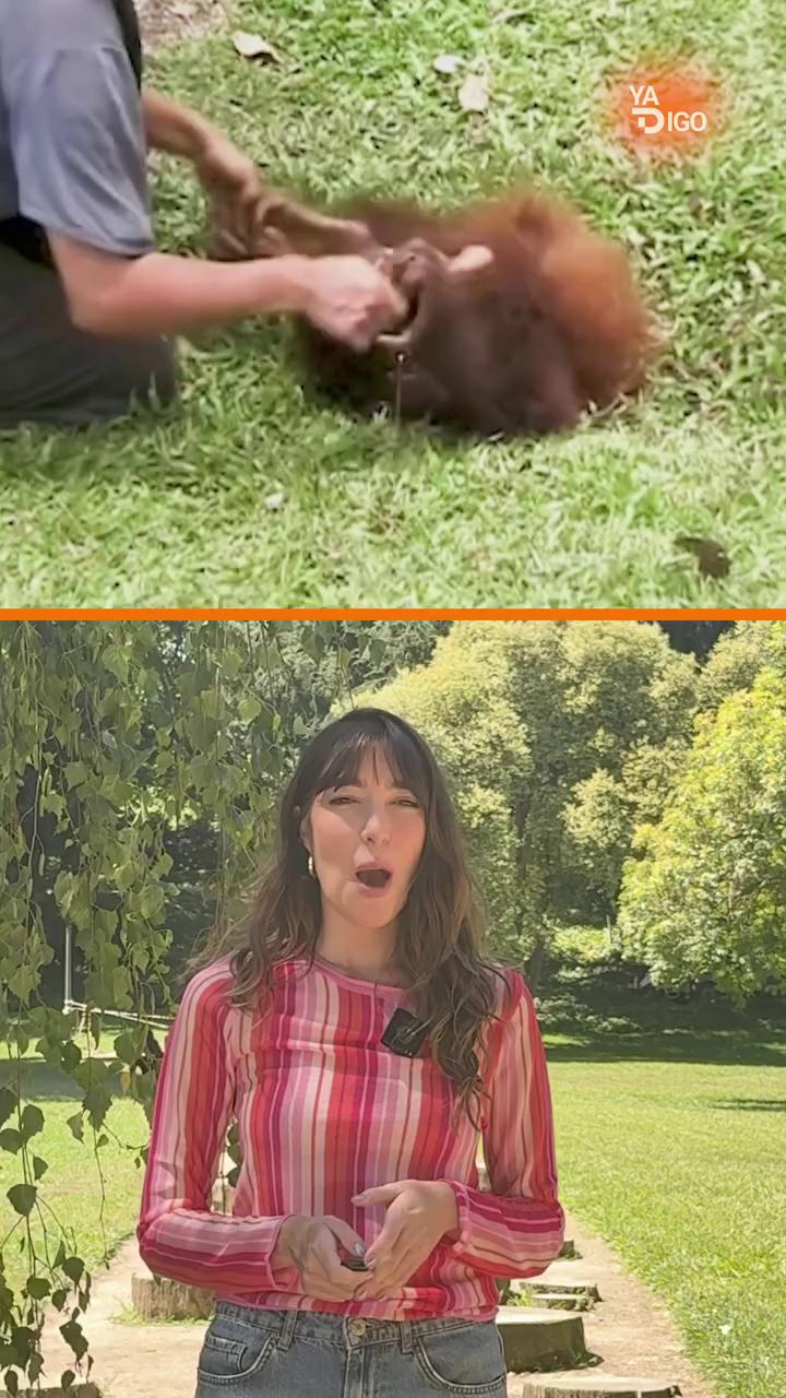 Científicos hacen cosquillas a simios para rastrear el origen del habla