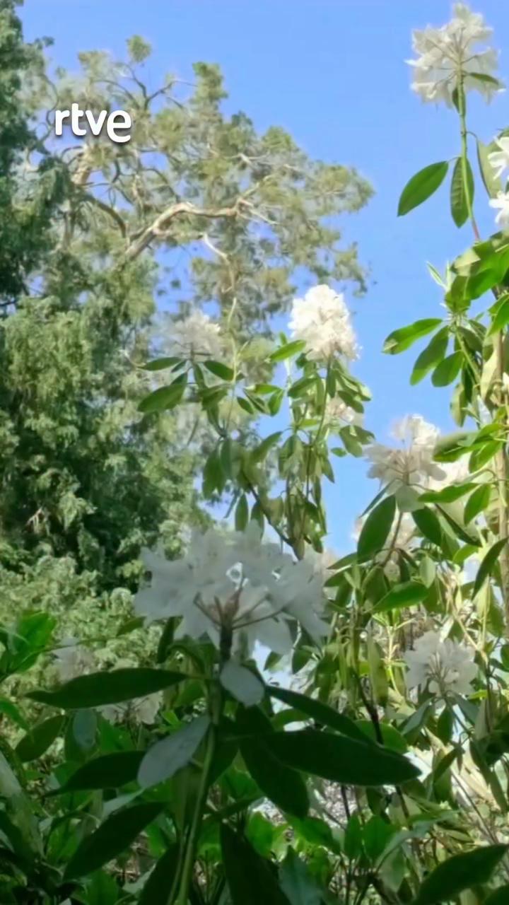 La abeja melífera: diminuta pero clave para el futuro de frutas y flores