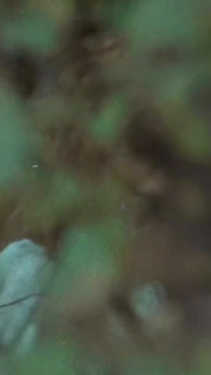 Un video poético pide arrojar el cadáver al lago y esperar allí