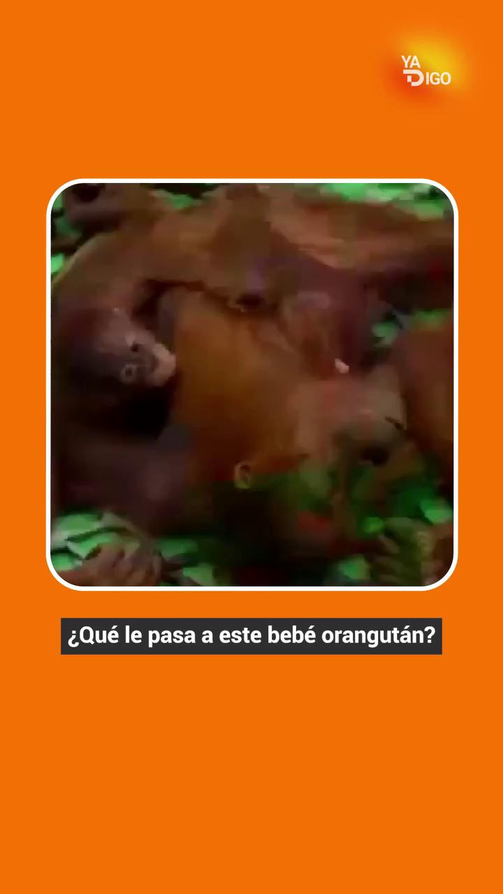 Incendios en Indonesia destruyen el hábitat de orangutanes y afectan a países vecinos