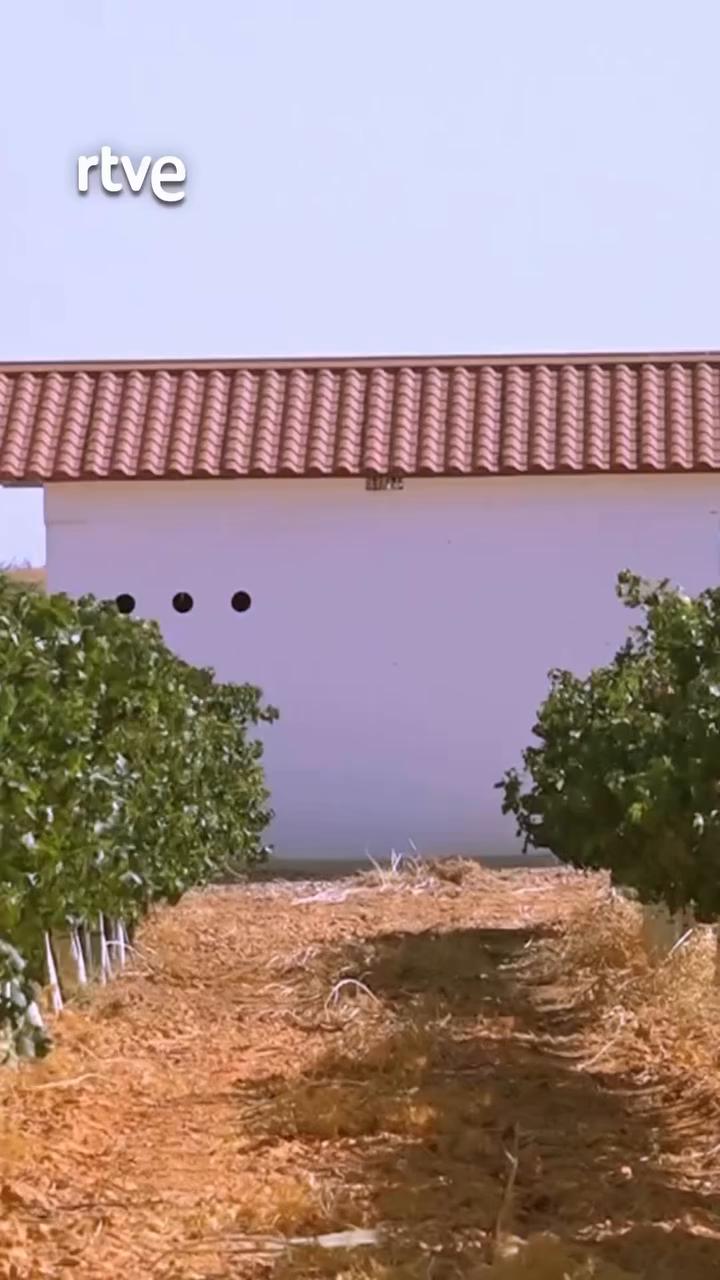 Iniesta multiplica su actividad con la vendimia en la Manchuela Conquense