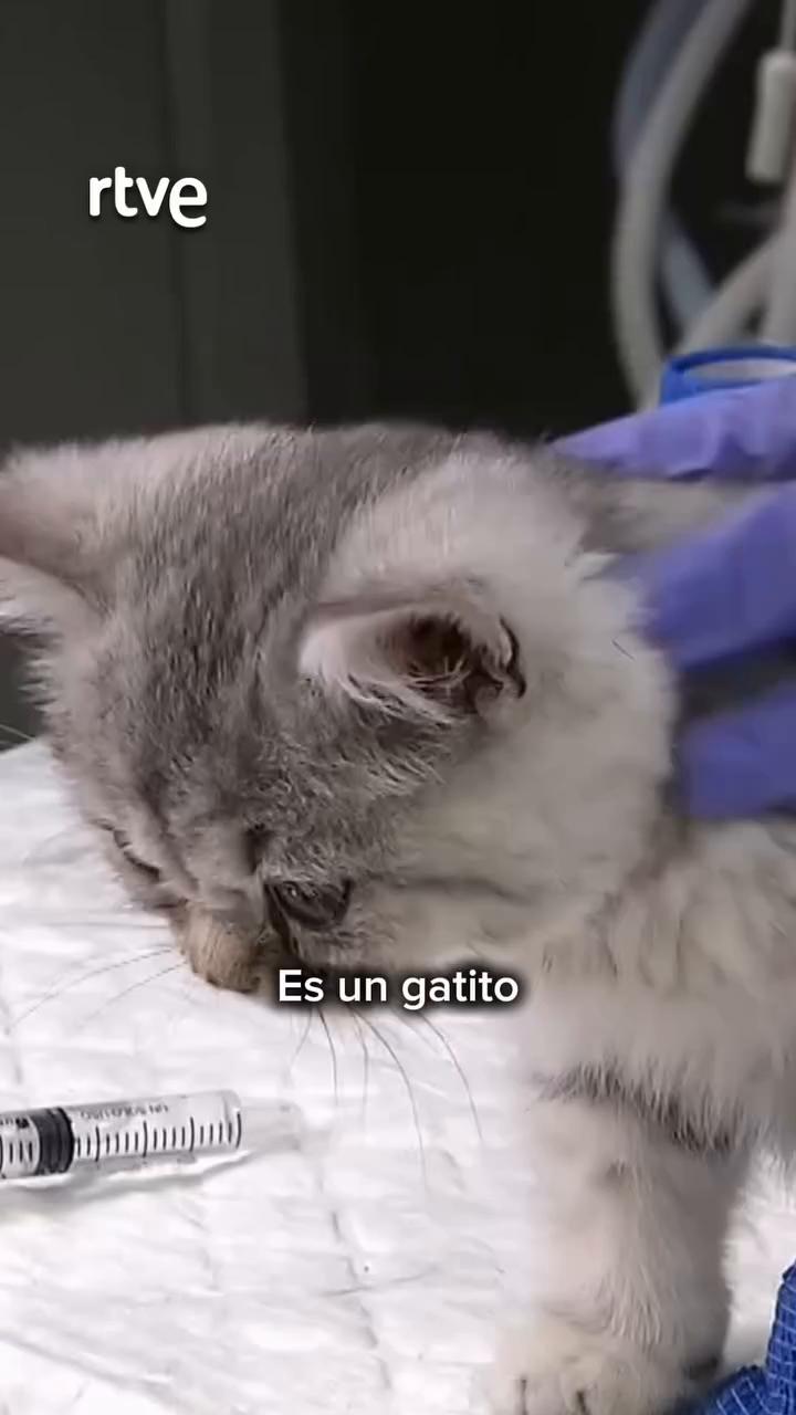 Gatito británico con complejo respiratorio podría recibir el alta tras ecografía