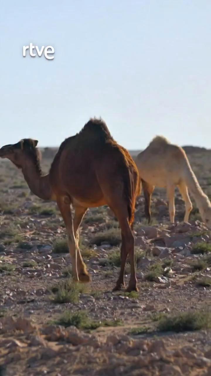 Un viajero cuenta 80 camellos y descubre que son de un ganadero local