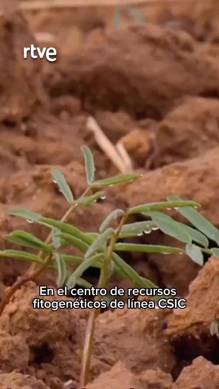 El CSIC conserva la diversidad de plantas cultivadas frente al cambio climático