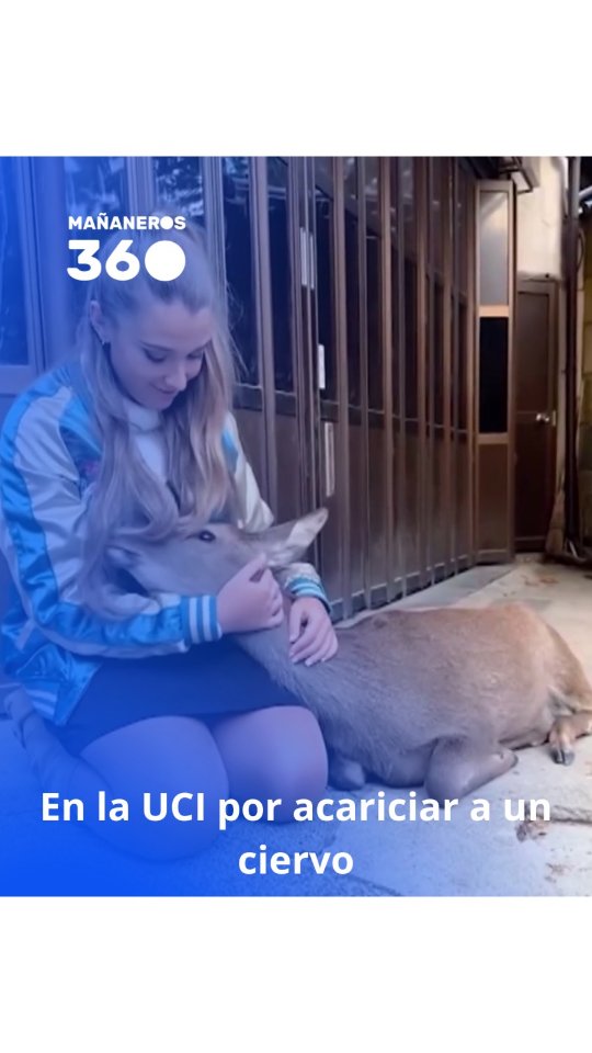 🔵 En la UCI por acariciar a un ciervo