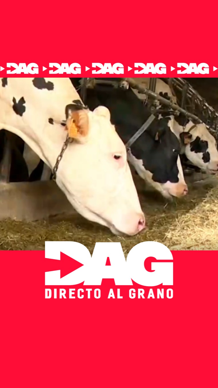 Telva sufre estrés por el calor: la producción de leche cae en Asturias