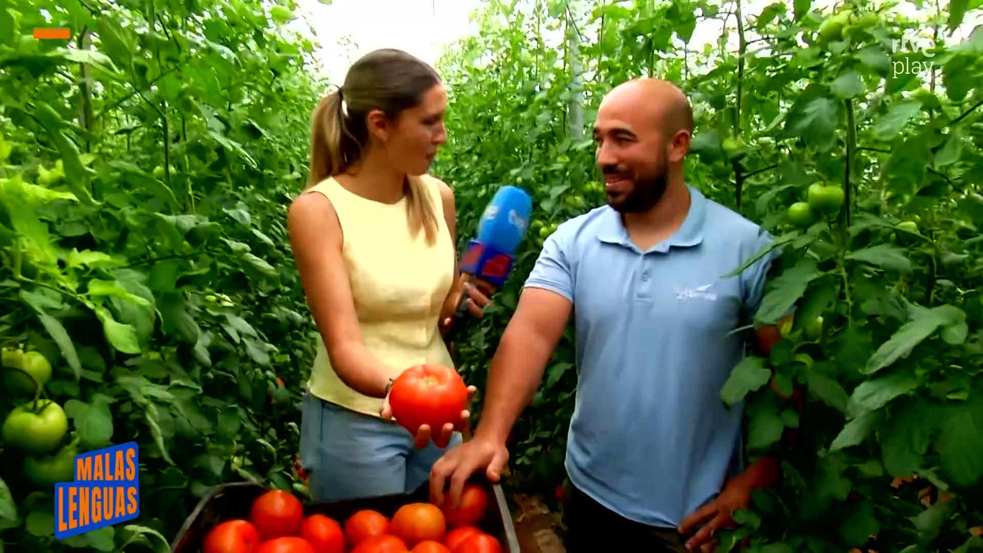 Arranca la campaña del 'bombón colorado', tomate estrella de Los Palacios pese a temporales