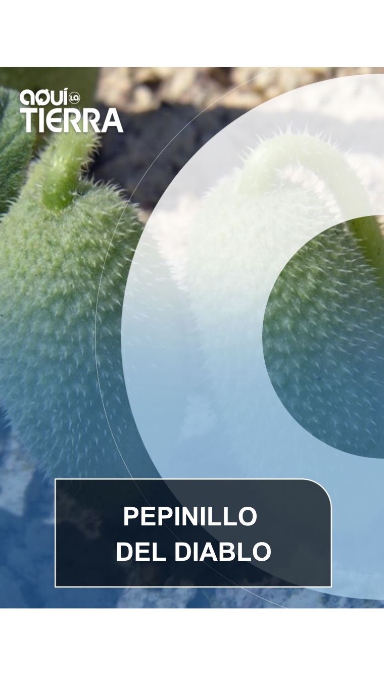 Descubren cómo el pepinillo del diablo y otras plantas dispersan semillas