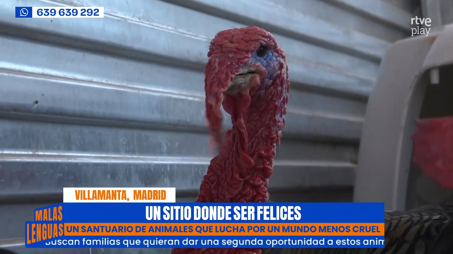 Rescatan a Seya: la vaca que se cortó la pata y evitó el matadero