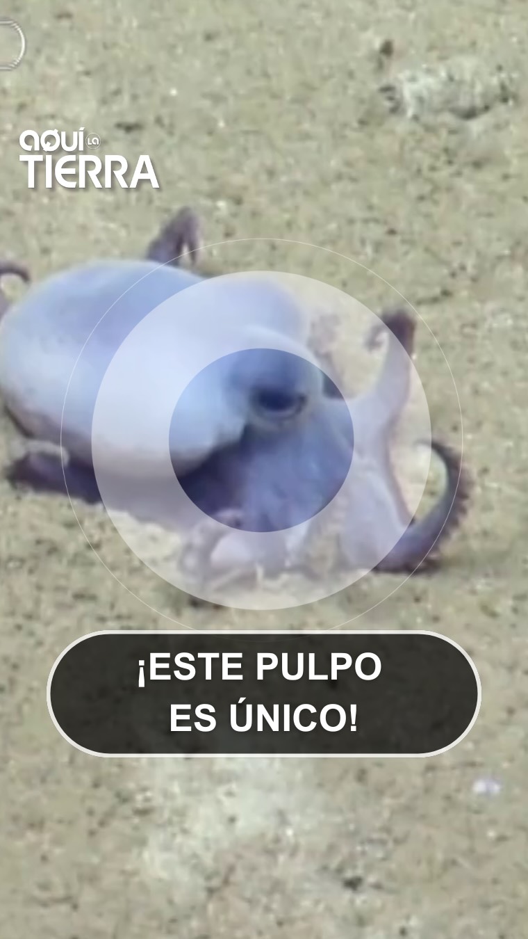 Científicos filman por primera vez un pulpo azul único a 1800 metros de profundidad
