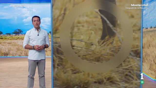 Nace en China un elefante bebé de 158 kilos que bate récord