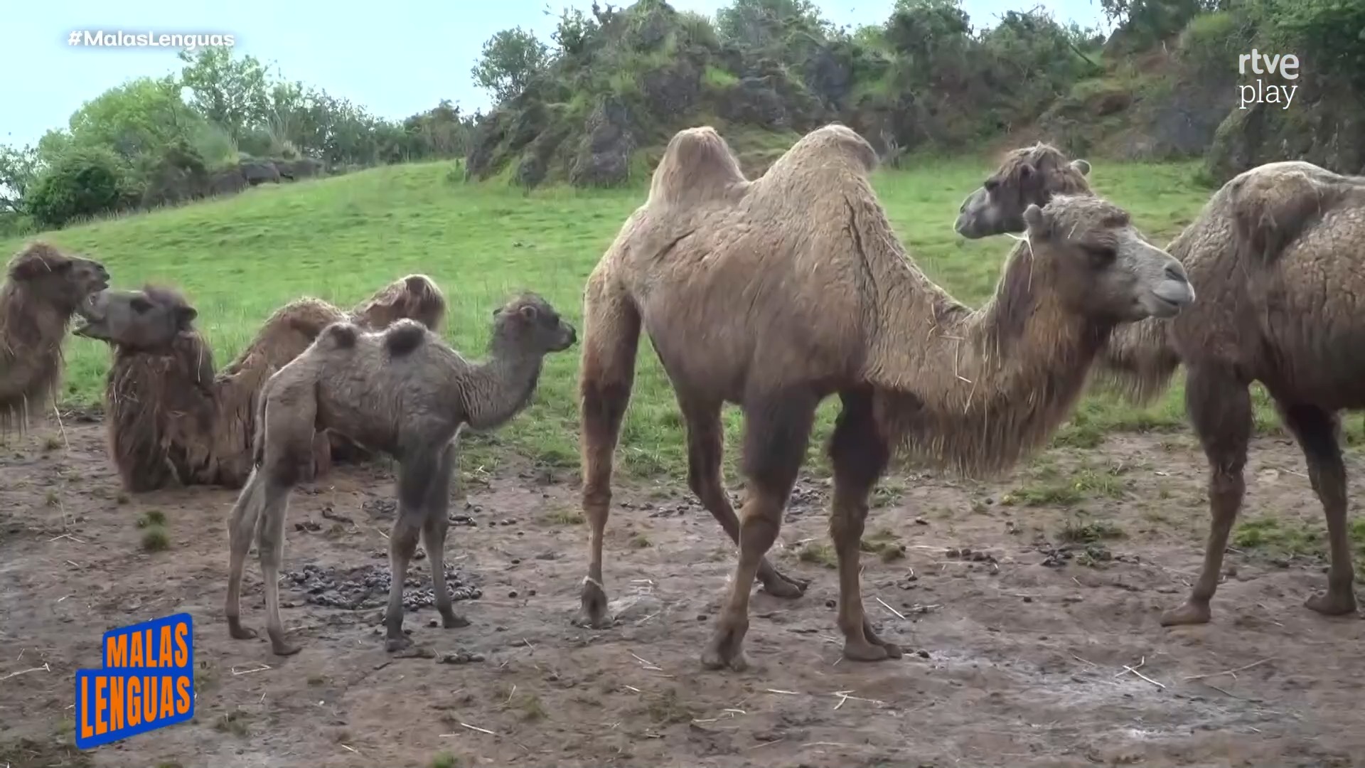 Nace cría de camello en Cabárceno: madre la protege con escupitajos y patadas